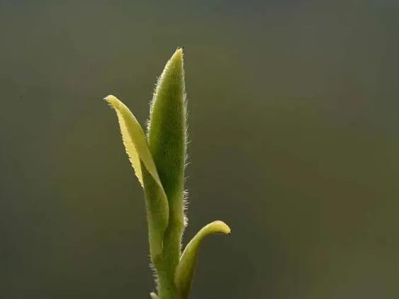 一分钟，告诉你春茶的奥秘