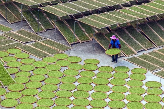 为何白茶比其他茶类更甜？