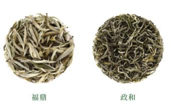 云南，福鼎，政和不同产区的白茶有区别吗？
