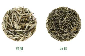 政和白茶和福鼎白茶区别，它们哪个好？