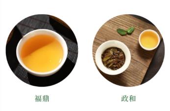 政和白茶和福鼎白茶区别，它们哪个好？