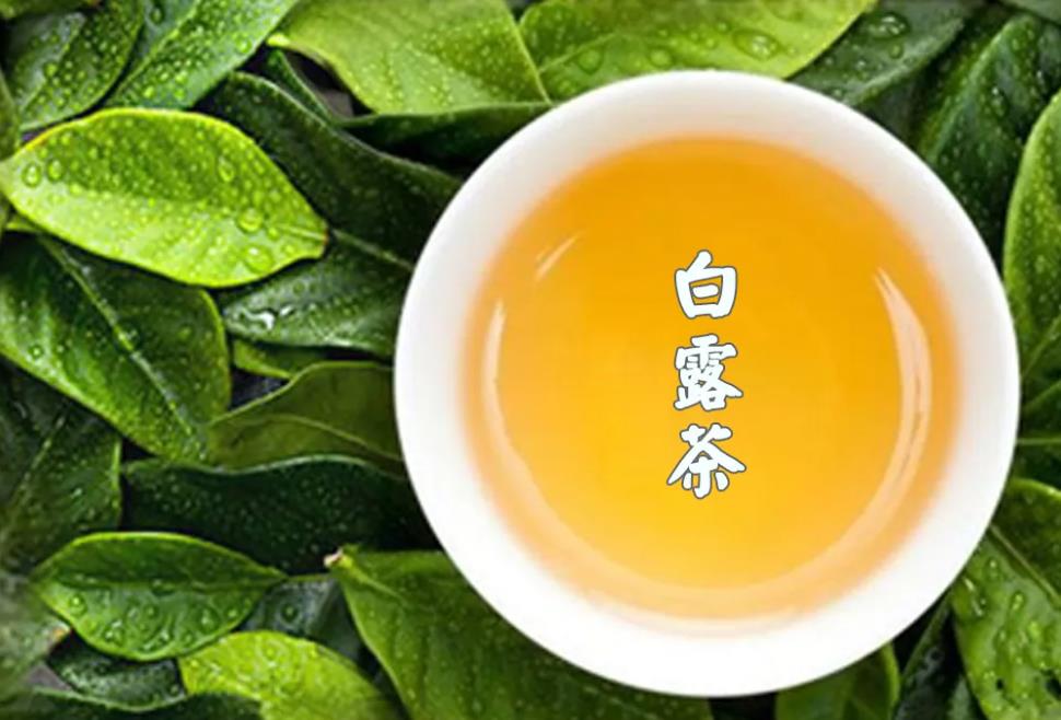 白露茶是老茶客都容易被骗的“老白茶”